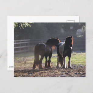 Cartão Postal Bob Langrish Dois Vanners De Cigarro Em retroilu