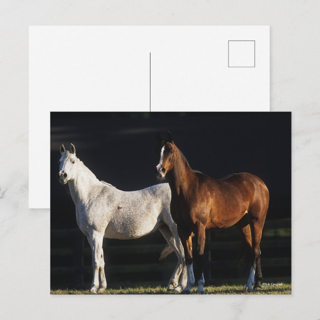 Cartão Postal Bob Langrish | Duas Áares Árabes À Luz Do Sol (Frente/Verso)