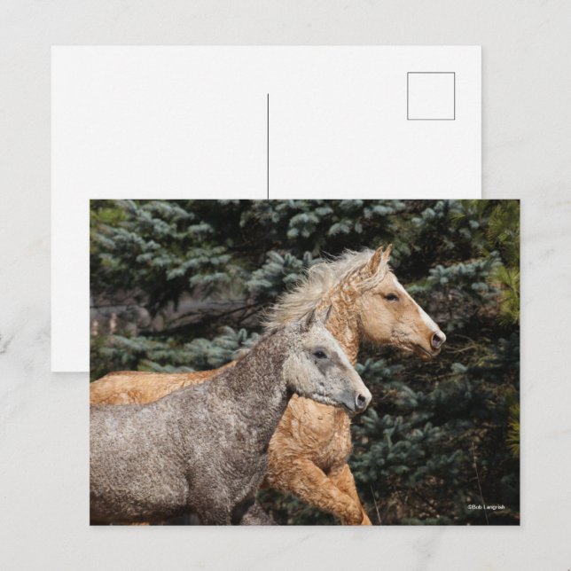 Cartão Postal Bob Langrish | Duas Capturas de Cavalo de Bashkir  (Frente/Verso)