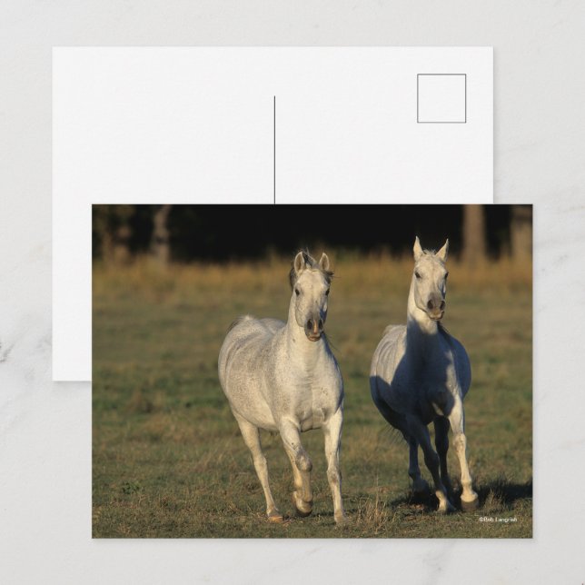 Cartão Postal Bob Langrish | Duas Cinzas árabes unidas (Frente/Verso)