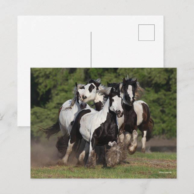 Cartão Postal Bob Langrish | Efetivos De Cavalos De Vestores Cig (Frente/Verso)