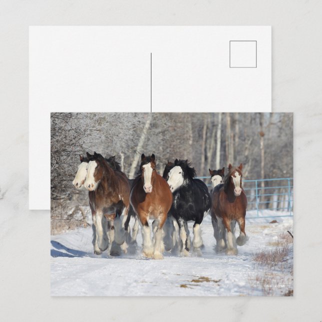 Cartão Postal Bob Langrish | Efetivos De Clydesdales Na Neve (Frente/Verso)