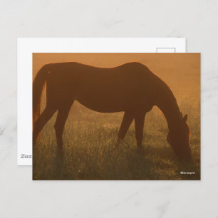 Cartão Postal Bob Langrish Espira Árabe Na Cintura