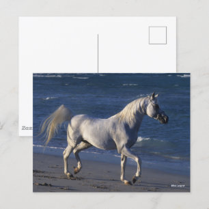 Cartão Postal Bob Langrish   Estalão Árabe Cinza A Caminhar Na