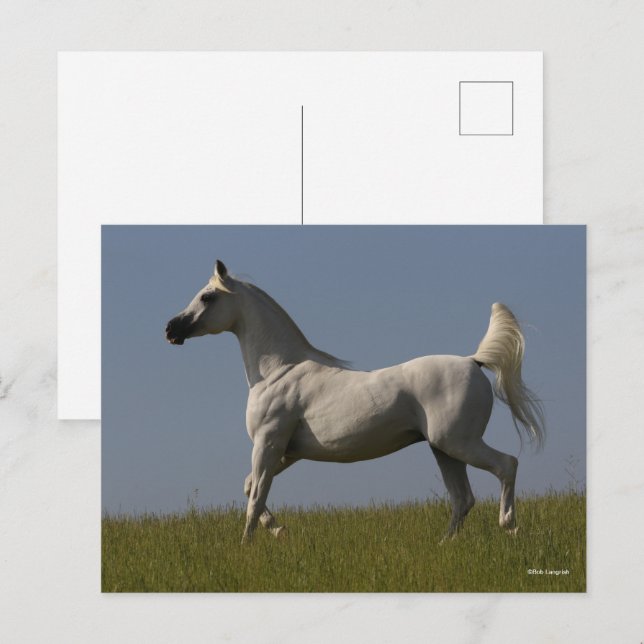 Cartão Postal Bob Langrish | Estalão Árabe De Cinzas No Campo (Frente/Verso)