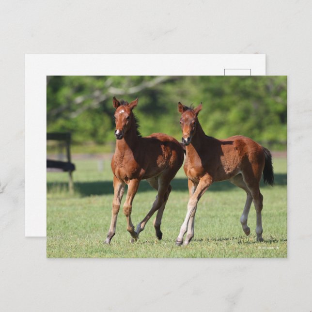 Cartão Postal Bob Langrish | Forragens de cavalos Quarter Juntas (Frente/Verso)