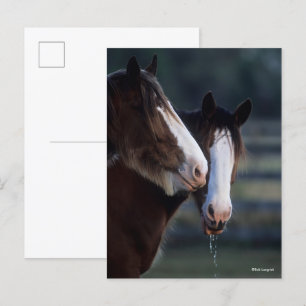 Cartão Postal Bob Langrish   Foto de frente de duas cabeças de c