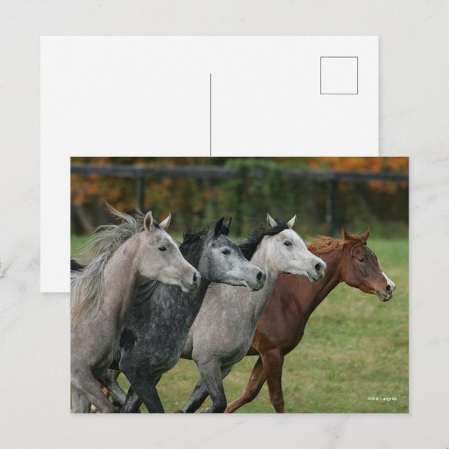 Cartão Postal Bob Langrish | Four Arab Horses Racing Headshot (Frente/Verso)