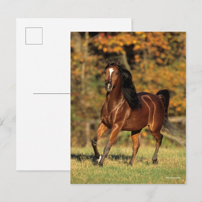 Cartão Postal Bob Langrish | Fundo do outono árabe de Bay (Frente/Verso)