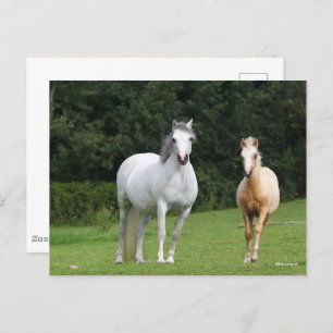 Cartão Postal Bob Langrish   Galês Pony Mare e Foal
