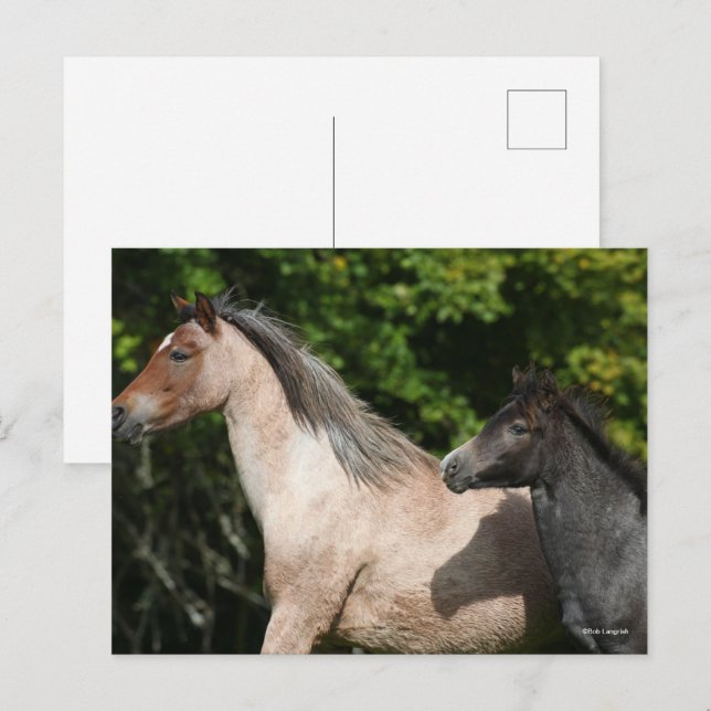 Cartão Postal Bob Langrish | Galês Pony Mare e Foal Headshot (Frente/Verso)