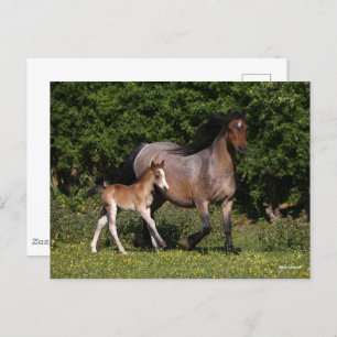 Cartão Postal Bob Langrish Galês Pony Mare e Foal Running