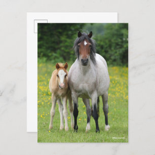 Cartão Postal Bob Langrish Galês Pony Mare e Foal Standby