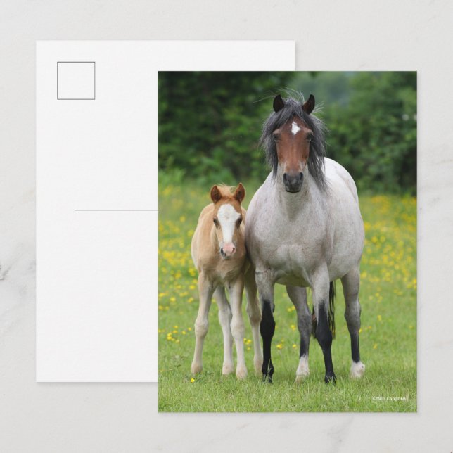Cartão Postal Bob Langrish | Galês Pony Mare e Foal Standby (Frente/Verso)