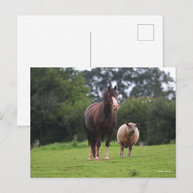 Cartão Postal Bob Langrish | Galês Pôy Mare Em Pé De Ovinos (Frente/Verso)