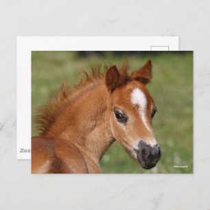 Cartão Postal Bob Langrish Galsh Pony Foal Headshot