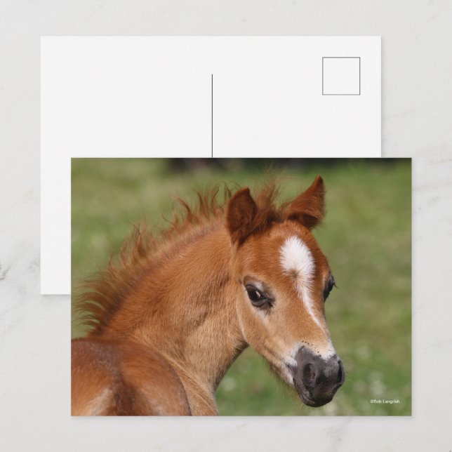 Cartão Postal Bob Langrish | Galsh Pony Foal Headshot (Frente/Verso)