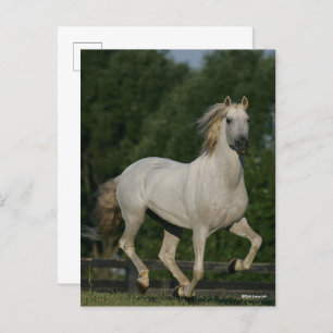 Cartão Postal Bob Langrish Grey Andalucian Running