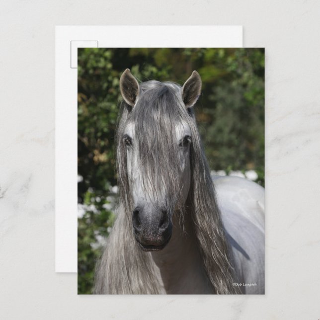 Cartão Postal Bob Langrish | Grey Andalucian Stallion headshot (Frente/Verso)