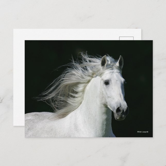 Cartão Postal Bob Langrish | Grey Andalucian Stallion Headshot (Frente/Verso)