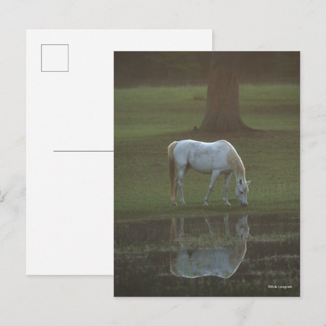 Cartão Postal Bob Langrish | Grey Arab Grazing Water Reflection (Frente/Verso)