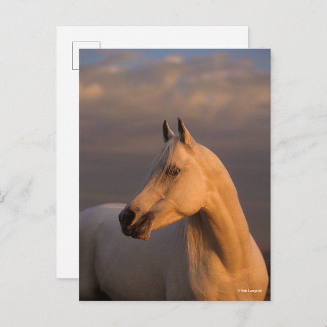 Cartão Postal Bob Langrish | Grey Arab Headshot Evening Light (Frente/Verso)