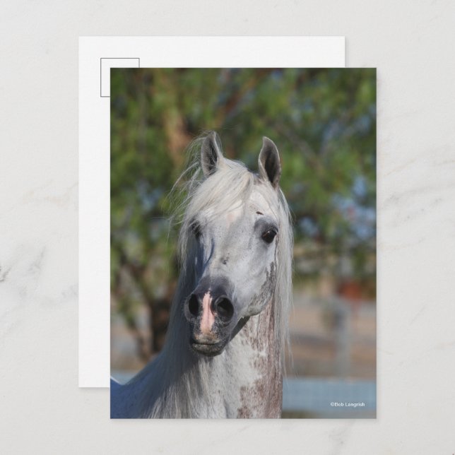 Cartão Postal Bob Langrish | Grey Arab Stallion Headshot (Frente/Verso)
