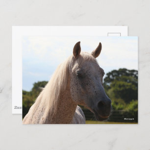 Cartão Postal Bob Langrish Grey Arab Stallion Headshot Backlit