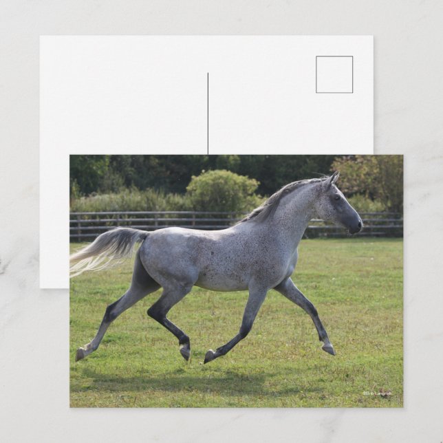Cartão Postal Bob Langrish | Grey Arab Stallion Running Backlit (Frente/Verso)