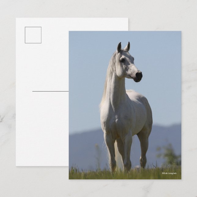 Cartão Postal Bob Langrish | Grey Arab Stallion Standing (Frente/Verso)