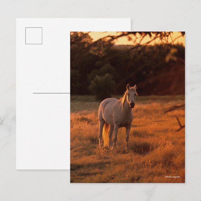 Cartão Postal Bob Langrish | Grey Arab Standing at Sunset (Frente/Verso)
