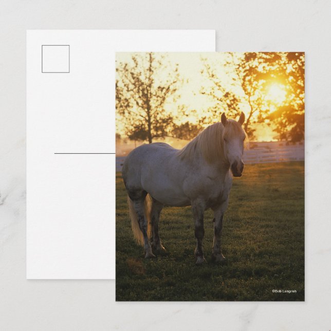 Cartão Postal Bob Langrish | Grey Percheron Standing In Sunset (Frente/Verso)