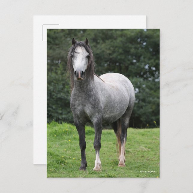 Cartão Postal Bob Langrish | Grey Welsh Pony Standing (Frente/Verso)