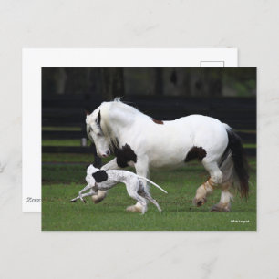 Cartão Postal Bob Langrish Gypsy Vanner e Cachorro Correndo Junt