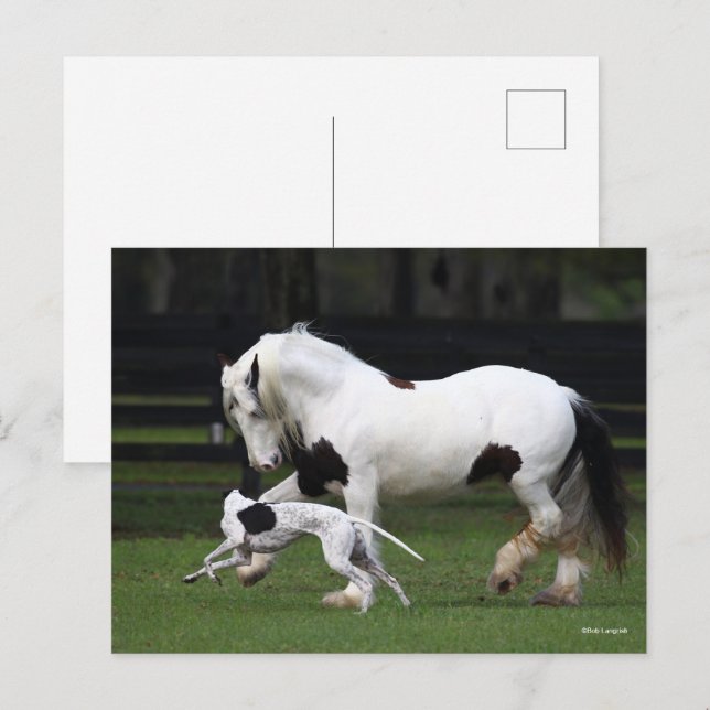 Cartão Postal Bob Langrish Gypsy Vanner e Cachorro Correndo Junt (Frente/Verso)