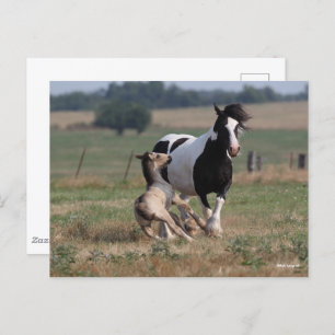 Cartão Postal Bob Langrish Gypsy Vanner Mare and Foal