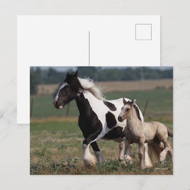 Cartão Postal Bob Langrish | Gypsy Vanner Mare and Foal Running (Frente/Verso)