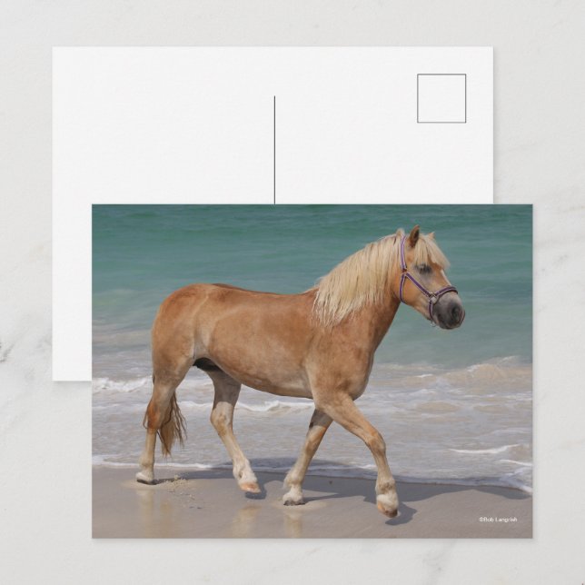 Cartão Postal Bob Langrish | Haflinger Andando Na Praia (Frente/Verso)