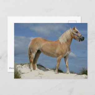 Cartão Postal Bob Langrish Haflinger Em Pé Na Praia