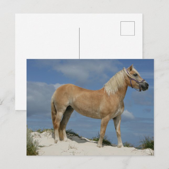 Cartão Postal Bob Langrish | Haflinger Em Pé Na Praia (Frente/Verso)