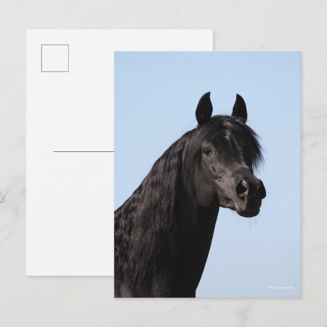 Cartão Postal Bob Langrish | Imagem de Black Arab Stallion (Frente/Verso)