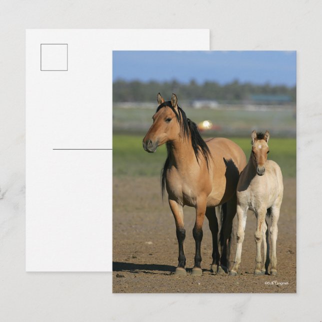 Cartão Postal Bob Langrish Kiger Mustang Mare and Foal Standing (Frente/Verso)