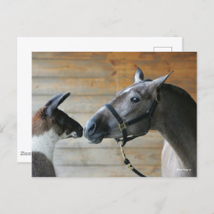 Cartão Postal Bob Langrish Llama e o Capa do Encontro Andalucian