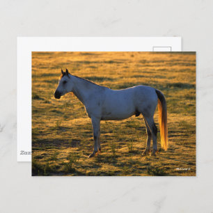 Cartão Postal Bob Langrish Luz-de-costas árabe