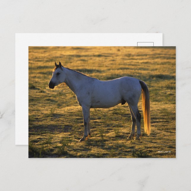 Cartão Postal Bob Langrish | Luz-de-costas árabe (Frente/Verso)