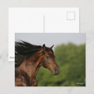 Cartão Postal Bob Langrish Morgan Horse Headshot Fluindo Mane