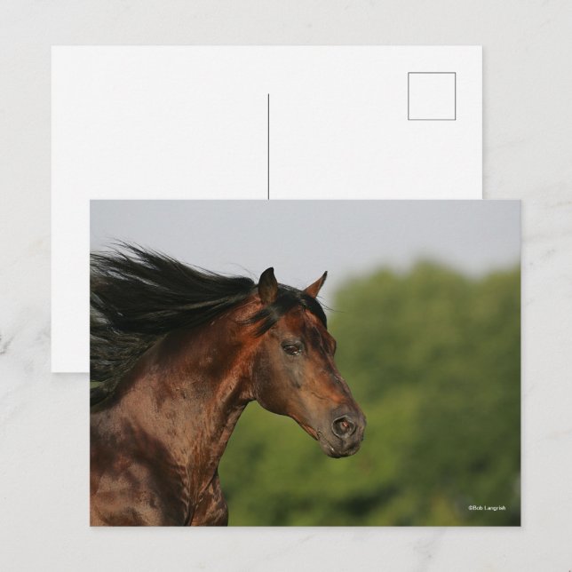 Cartão Postal Bob Langrish | Morgan Horse Headshot Fluindo Mane (Frente/Verso)