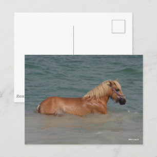 Cartão Postal Bob Langrish   Nadação De Cavalos De Haflinger N