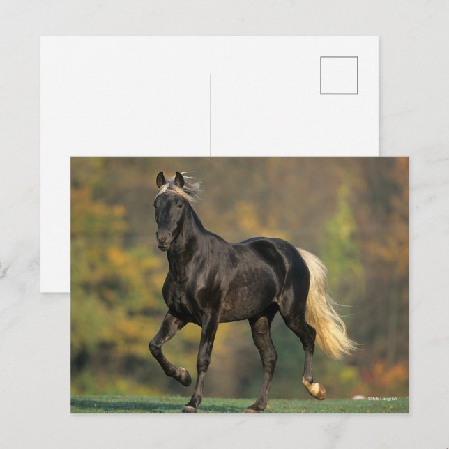 Cartão Postal Bob Langrish | outono de Cavalo de Montanha Rochos (Frente/Verso)
