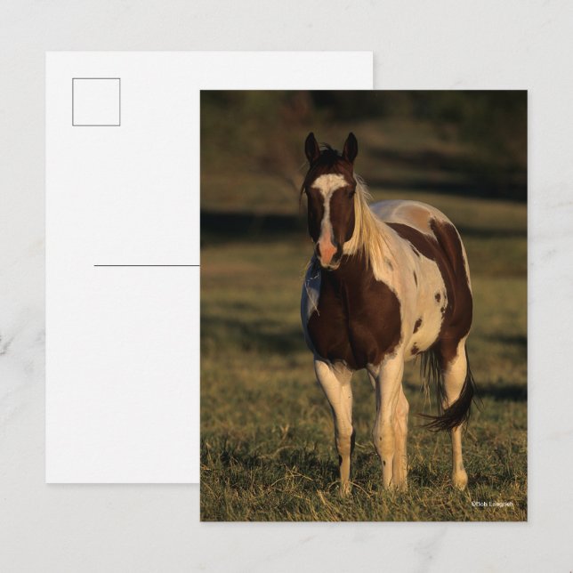 Cartão Postal Bob Langrish | Paint Horse Permanente (Frente/Verso)